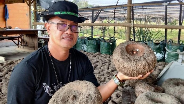 Jadi Petani Porang, Pria Ini Dapat Omzet Rp 800 Juta/Hektare
