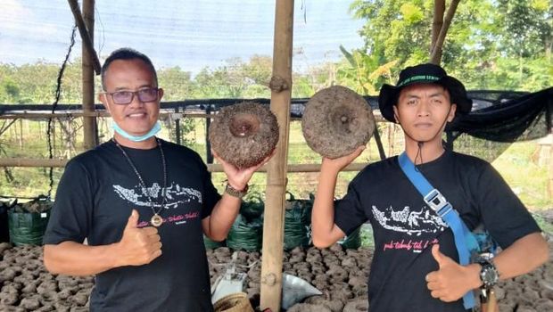 Jadi Petani Porang, Pria Ini Dapat Omzet Rp 800 Juta/Hektare Jadi Petani Porang, Pria Ini Dapat Omzet Rp 800 Juta/Hektare