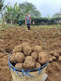 Mengenal Tanaman Porang Yang Disebut Jokowi Bisa Jadi Pengganti Beras