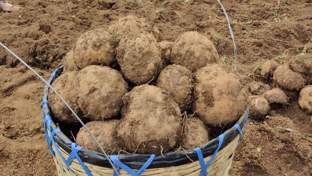 Jadi Petani Porang, Pria Ini Dapat Omzet Rp 800 Juta/Hektare Jadi Petani Porang, Pria Ini Dapat Omzet Rp 800 Juta/Hektare