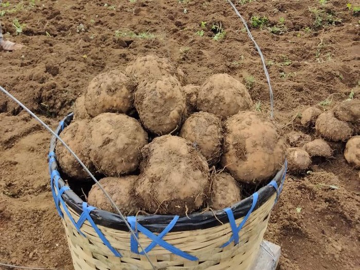 Jadi Petani Porang, Pria Ini Dapat Omzet Rp 800 Juta/Hektare