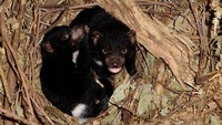  Untuk menyelamatkan populasi, sejumlah Tasmanian Devil dipindahkan ke Pulau Maria di lepas pantai Timur Tasmania pada tahun 2012. (Getty Images)