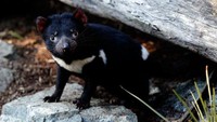 Perwakiln Birdlife Tasmania, DR Eric Woehler, menyebut kehilangan 3.000 penguin dari taman nasional yang harusnya jadi suaka bagi spesies ini merupakan pukulan yang signifikan. Tasmnian Devil memiliki dampak ekologis bagi fauna di Pulau Maria (Getty Images)