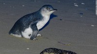 Diperkirakan Tasmanian Devil telah memusnahkan perkembangbiakan populasi 6.000 penguin kecil. Ukurannya yang kecil membuat penguin menjadi mangsa Tasmanian Devil. (dok DR. Eric J. Woehler)