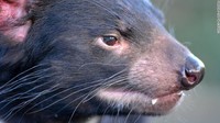 Tasmanian Devil mengalami masa sulit selama 20 tahun akibat penyakit menular yang disebut tumor wajah setan. (dok DR. Eric J. Woehler)