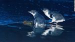 Duh, Setan Tasmania Hancurkan Populasi Penguin