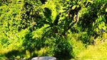 Mengenal Batu Lado, Si Gilingan dari Tanah Minang