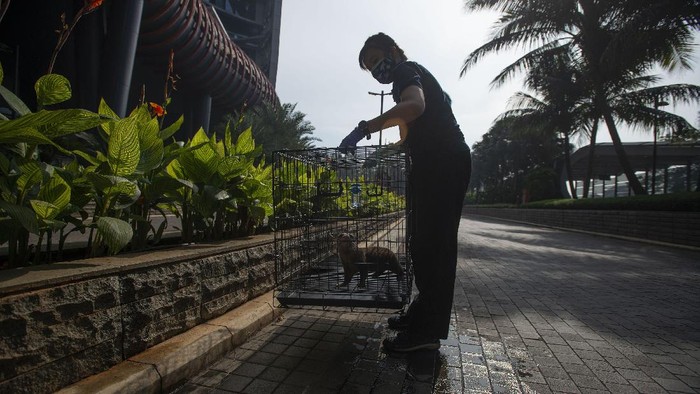 PERAWATAN SATWA JAKARTA AQUARIUM SAAT PPKM MIKRO Pekerja menjemur serval (Leptailurus serval) atau kucing liar Afrika sebagai bagian dari perawatan satwa saat Jakarta Aquarium dan Safari (JAQS) tutup untuk sementara di Jakarta, Jumat (25/6/2021). Meski JAQS tutup sementara saat PPKM Skala Mikro di Jakarta, pengelola tetap melakukan perawatan satwa-satwa koleksinya dan membersihkan ruangan secara berkala sesuai protokol pencegahan penyebaran COVID-19. ANTARA FOTO/Aditya Pradana Putra/wsj.
