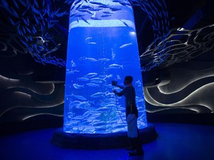 Ikut PPKM Mikro, Jakarta Aquarium Tutup Sementara