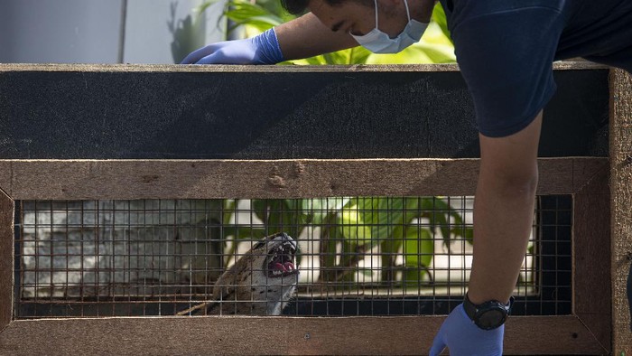 PERAWATAN SATWA JAKARTA AQUARIUM SAAT PPKM MIKRO Pekerja menjemur serval (Leptailurus serval) atau kucing liar Afrika sebagai bagian dari perawatan satwa saat Jakarta Aquarium dan Safari (JAQS) tutup untuk sementara di Jakarta, Jumat (25/6/2021). Meski JAQS tutup sementara saat PPKM Skala Mikro di Jakarta, pengelola tetap melakukan perawatan satwa-satwa koleksinya dan membersihkan ruangan secara berkala sesuai protokol pencegahan penyebaran COVID-19. ANTARA FOTO/Aditya Pradana Putra/wsj.