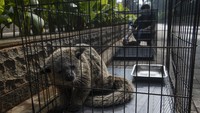Pekerja menjemur berang-berang sebagai bagian dari perawatan satwa saat Jakarta Aquarium dan Safari (JAQS) tutup untuk sementara di Jakarta, Jumat (25/6/2021). 