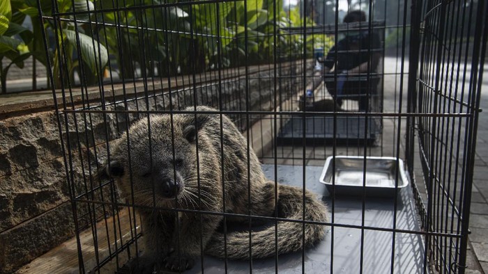 PERAWATAN SATWA JAKARTA AQUARIUM SAAT PPKM MIKRO Pekerja menjemur serval (Leptailurus serval) atau kucing liar Afrika sebagai bagian dari perawatan satwa saat Jakarta Aquarium dan Safari (JAQS) tutup untuk sementara di Jakarta, Jumat (25/6/2021). Meski JAQS tutup sementara saat PPKM Skala Mikro di Jakarta, pengelola tetap melakukan perawatan satwa-satwa koleksinya dan membersihkan ruangan secara berkala sesuai protokol pencegahan penyebaran COVID-19. ANTARA FOTO/Aditya Pradana Putra/wsj.