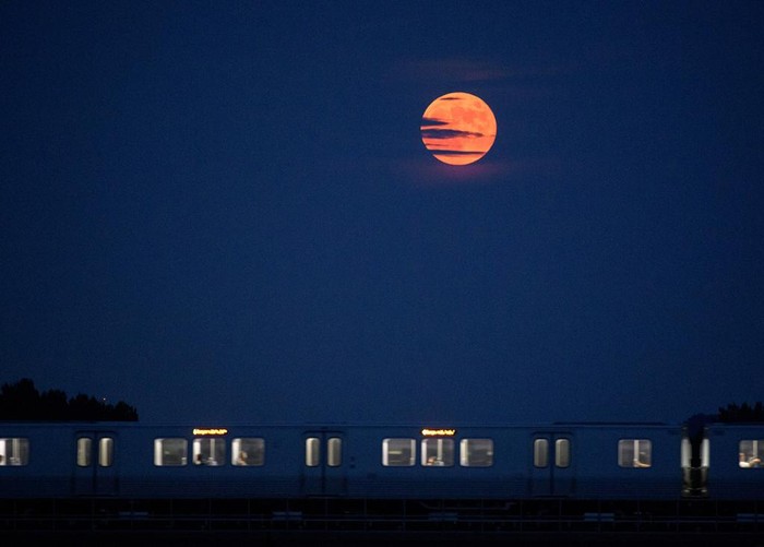Strawberry Full Moon