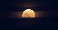 Strawberry Full Moon