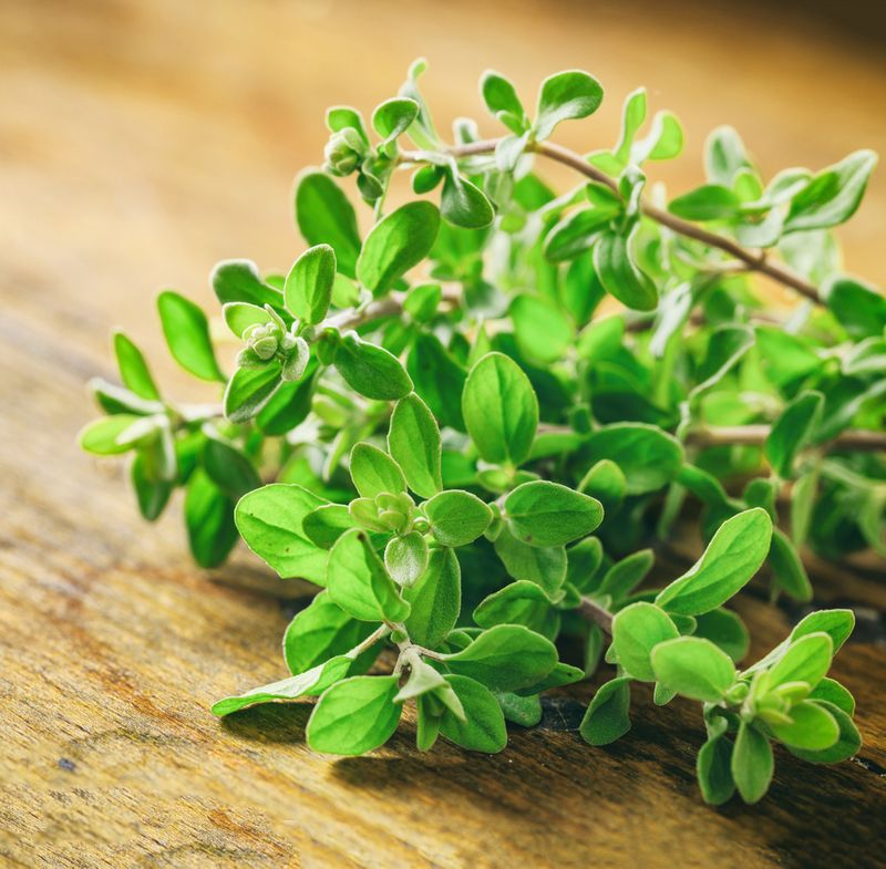 Fresh oregano plant leaves on wooden background, closeup view. Origanum vulgare also called wild marjoram is a culinary herb, used for cooking in the kitchen