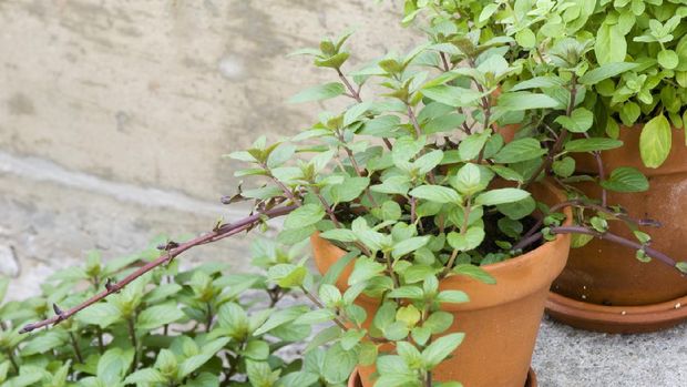 A group of three culinary herbs, chocolate mint and sweet marjoram, on the concrete door step outside the kitchen.  A clay pot of chocolate mint and sweet marjoram are on the step with a larger pot of chocolate mint is below the steps.