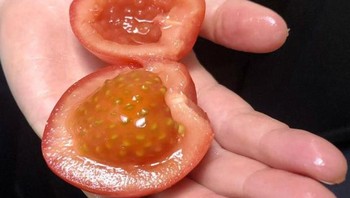 Bagian pada tomat ini seperti penampakan bentuk stroberi. Foto: Brightside