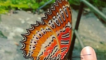  Pola pada sayap kupu-kupu ini tampak seperti wajah dari lukisan The Scream kayar Evard Munch.Foto: Brightside