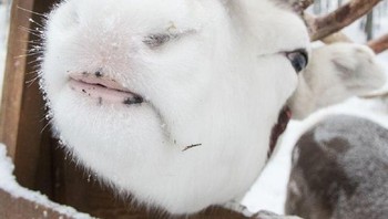 Begini penampakan jelas bibir rusa. Foto: Brightside