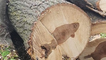 Bagian dalam pohon ini terlihat seperti ikan. Foto: Brightside