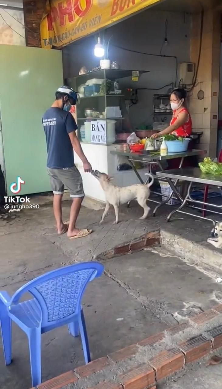 Gemes Banget! Anjing Imut Ini Jadi Kasir Sekaligus Pelayan di Restoran
