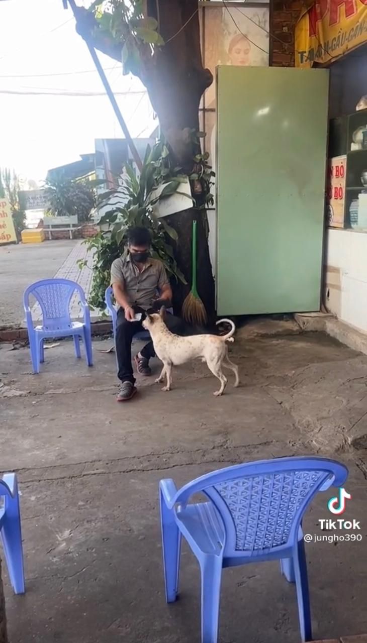 Gemes Banget! Anjing Imut Ini Jadi Kasir Sekaligus Pelayan di Restoran