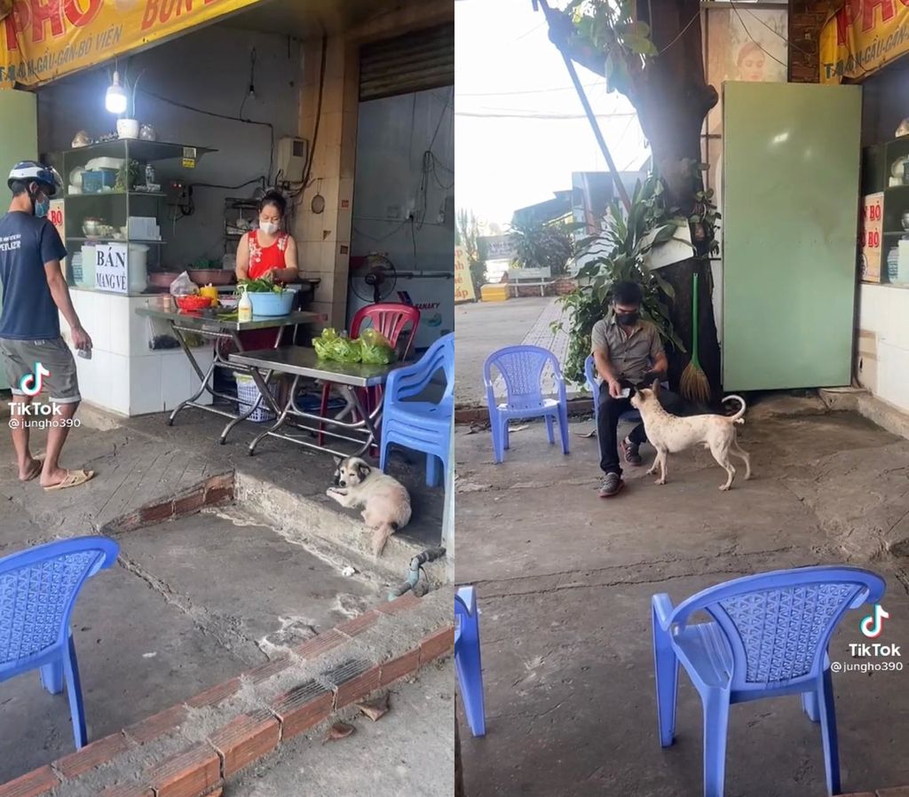 Gemes Banget! Anjing Imut Ini Jadi Kasir Sekaligus Pelayan di Restoran