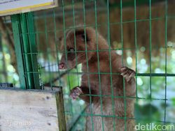 Menjajal Fitur Portrait Terbaru di Oppo Reno6