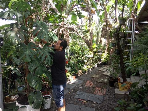 Kisah Miftakhur Rokman terdampak pandemi, kini sukses menjalani bisnis taaman hias.