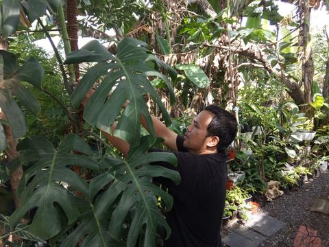 Kisah Miftakhur Rokman terdampak pandemi, kini sukses menjalani bisnis taaman hias.