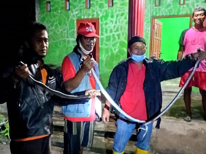 Penemuan 3 ekor ular kobra dalam dapur rumah warga di Klaten, Sabtu (26/6/2021).