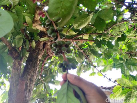 Inilah Liberika, Kopi Langka yang Bijinya Sebesar Biji Kurma