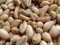 4 Fakta Kopi Liberika Kayong Kebanggaan Kalimantan Barat
