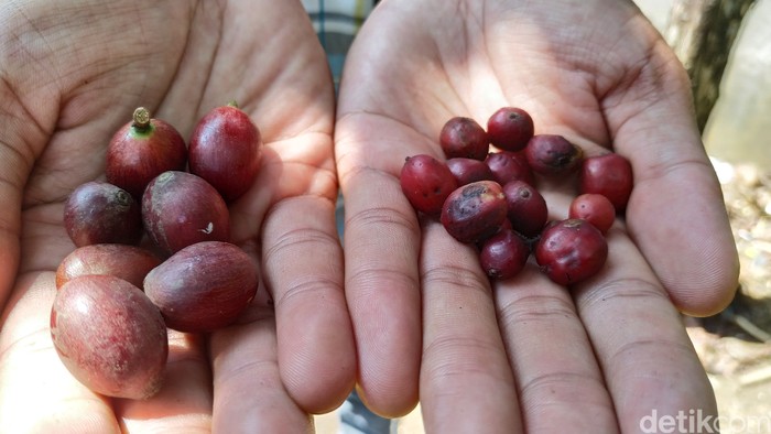 Biji Kopi liberika Inilah Liberika, Kopi Langka yang Bijinya Sebesar Biji Kurma