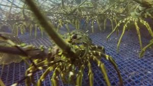 Wisata Sepi, Pokdarwis di Banyuwangi Banting Setir Budidayakan Lobster
