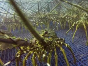 Mau Coba Budidaya Benih Lobster? Begini Syaratnya