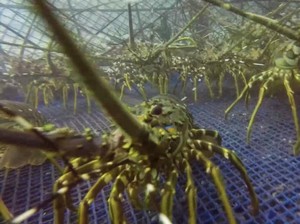 Wisata Sepi, Pokdarwis di Banyuwangi Banting Setir Budidayakan Lobster