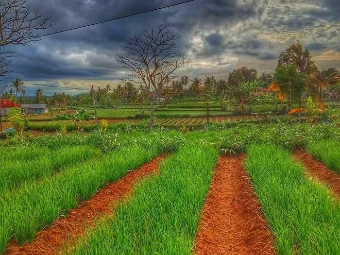 Kementan