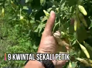 Keren! Petani Milenial Ini Raup Omzet Rp 70 Juta Sekali Panen Cabai