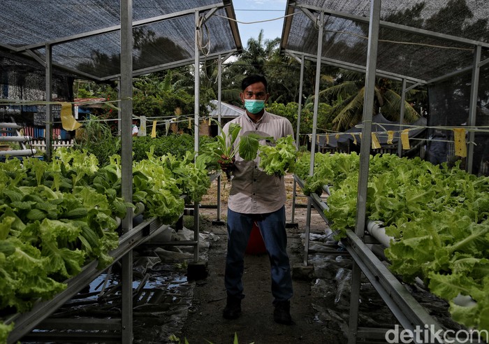 Hidroponik dipilih sejumlah warga di Sumut untuk penuhi kebutuhan sayuran hijau. Aktivitas pertanian hidroponik pun jadi langkah memperkuat ketahanan pangan.