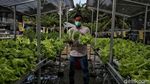 Geliat Pertanian Hidroponik di Pesisir Sumatera Utara