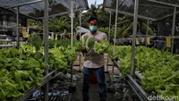 Dilansir dari website Kementerian Pertanian, sistem hidroponik adalah budidaya tanaman dengan memanfaatkan air sebagai media tumbuhnya. Sistem ini lebih menekankan pada pemenuhan kebutuhan nutrisi bagi tanaman. Aplikasi nutrisi tanaman tersebut menggunakan ukuran satuan parts per million (ppm) yang diberikan kepada tanaman.