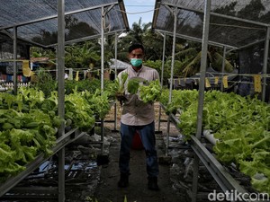 Lebih Bergizi, Kebun Hidroponik Jadi Pilihan Warga Desa Pesisir Sumut