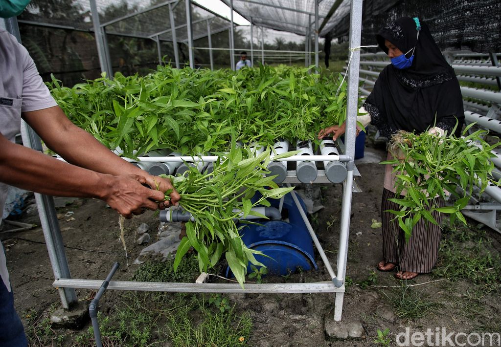 Hidroponik dipilih sejumlah warga di Sumut untuk penuhi kebutuhan sayuran hijau. Aktivitas pertanian hidroponik pun jadi langkah memperkuat ketahanan pangan.
