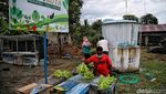 Geliat Pertanian Hidroponik di Pesisir Sumatera Utara