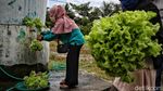 Geliat Pertanian Hidroponik di Pesisir Sumatera Utara
