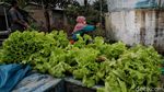 Geliat Pertanian Hidroponik di Pesisir Sumatera Utara