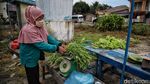 Geliat Pertanian Hidroponik di Pesisir Sumatera Utara