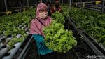 Geliat Pertanian Hidroponik di Pesisir Sumatera Utara