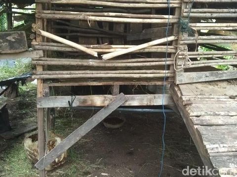 Harimau mangsa 2 ekor kambing di Siak, Riau.